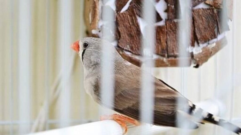 Cuánto dura un pájaro sin comer ni beber, un análisis. - Ecologia Cotidiana
