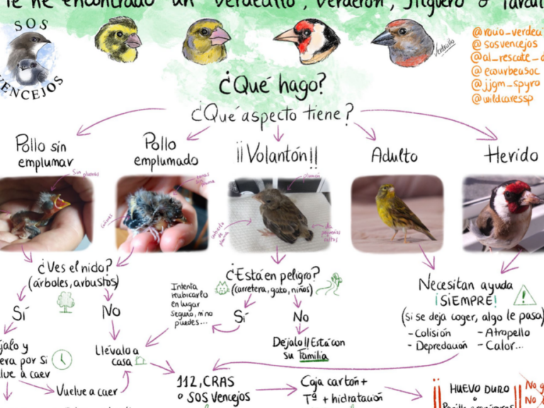 Qué hacer si te encuentras un pájaro herido - Ecologia Cotidiana