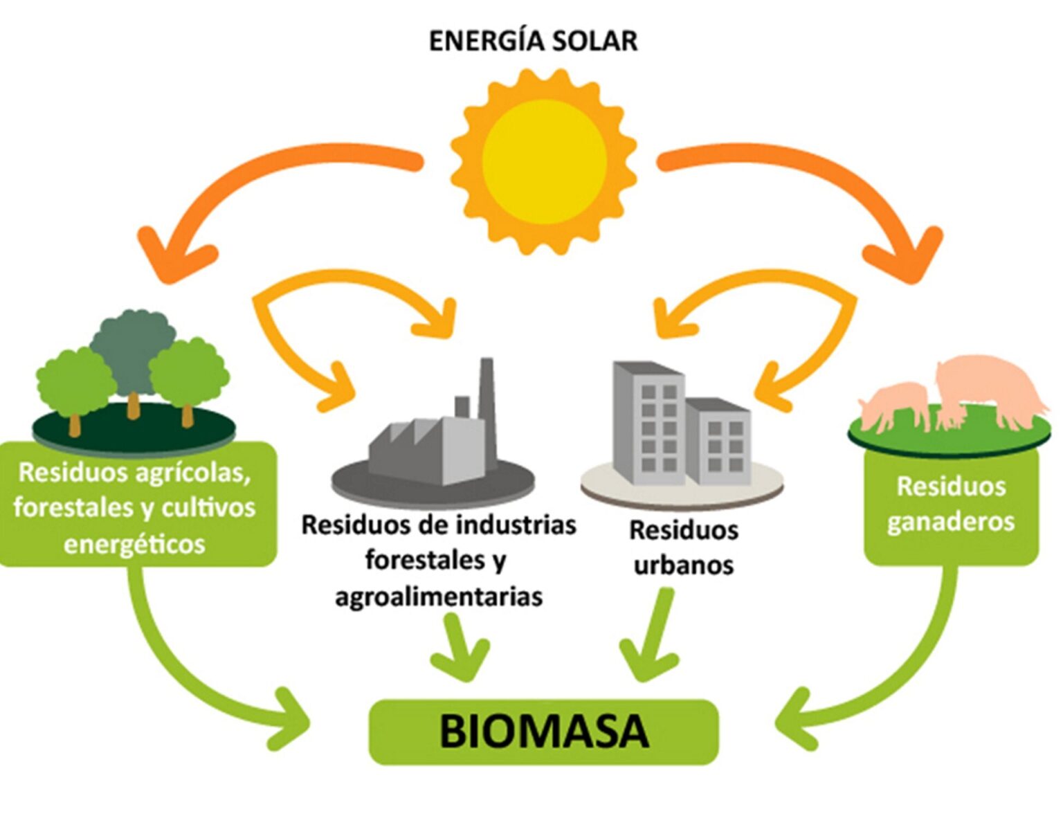 Biomasa: una fuente energética sostenible y renovable - Ecologia Cotidiana