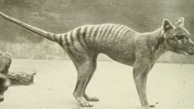 ¿Cuántos tigres quedan en el mundo? Un análisis preocupante. - Ecologia